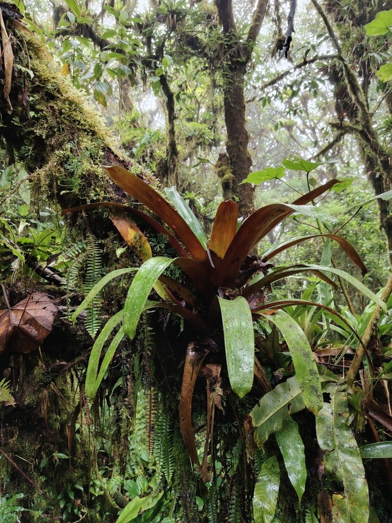 Werauhia oenophylla photo 4