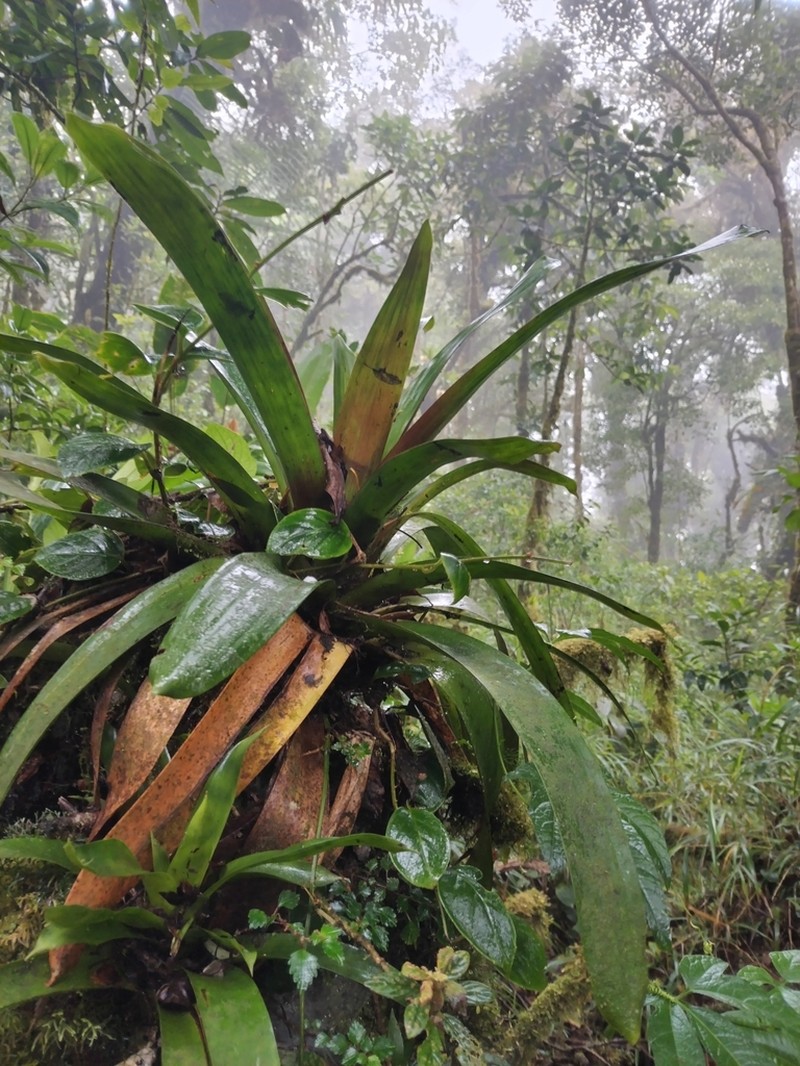 Werauhia oenophylla photo 5