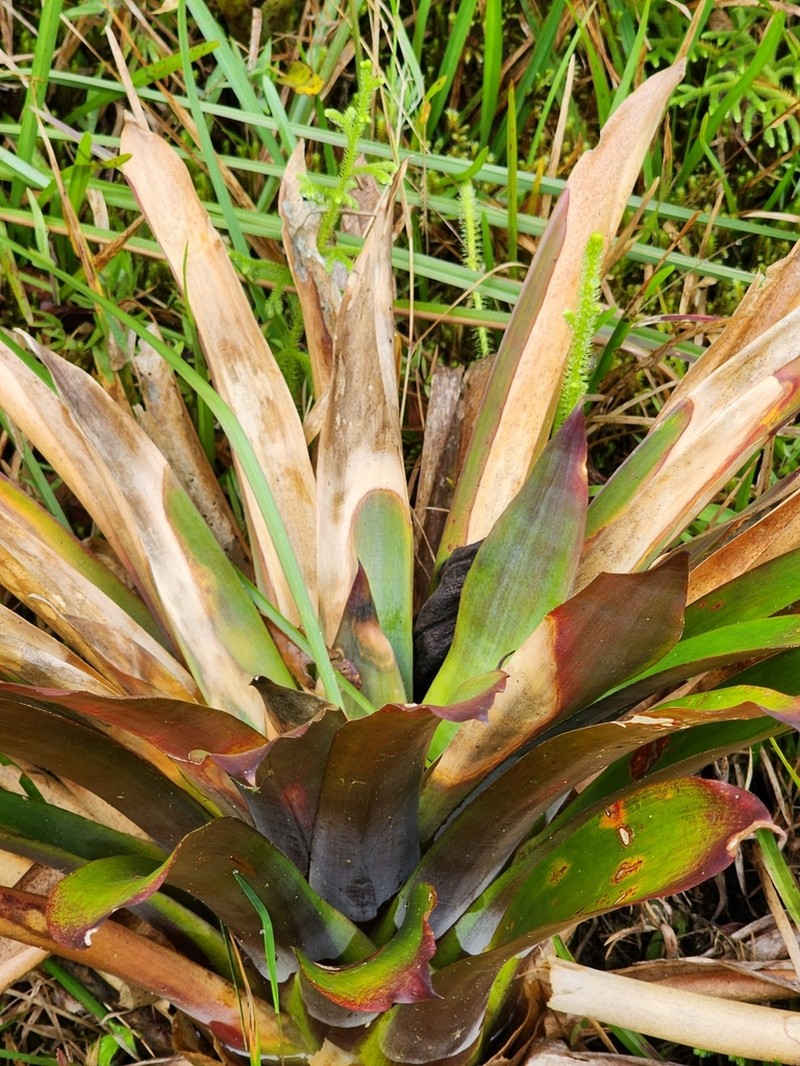 Werauhia oenophylla photo 6