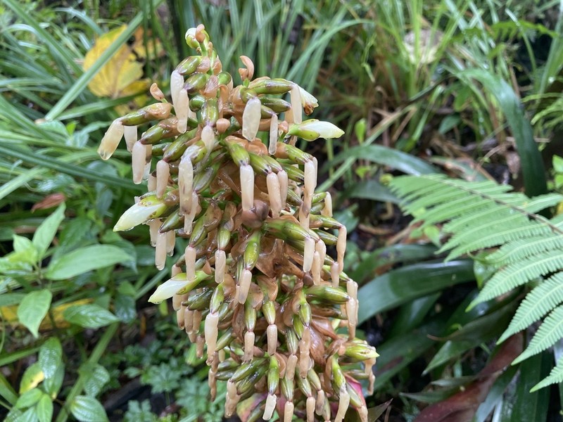 Werauhia oenophylla photo 7