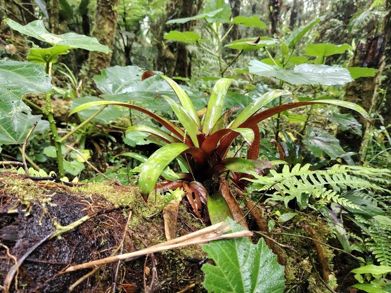 Werauhia oenophylla photo 8