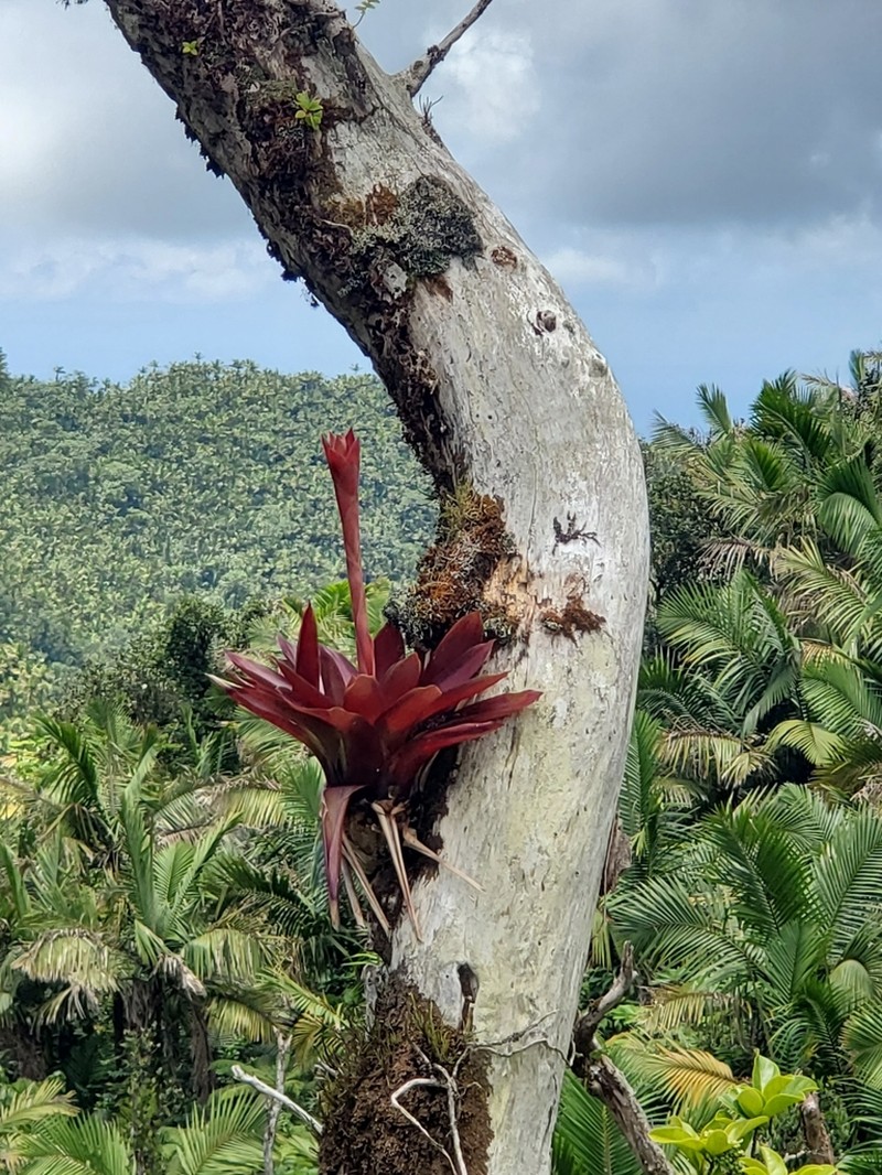 Proctor's Vriesea photo 2
