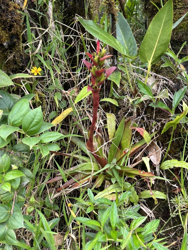Proctor's Vriesea photo 3