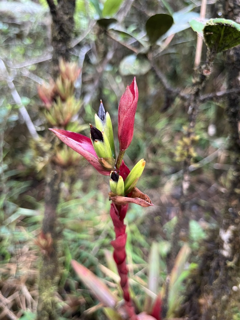 Proctor's Vriesea photo 5