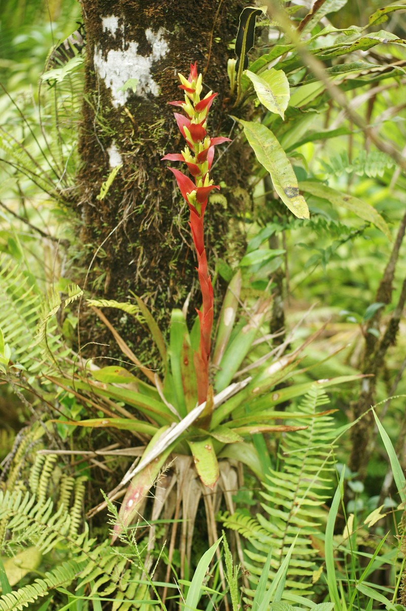 Proctor's Vriesea photo 7