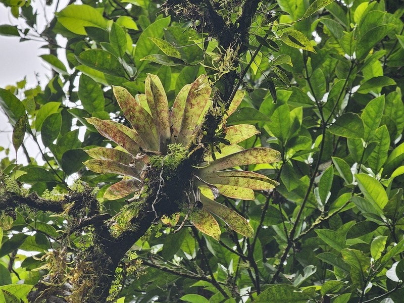 Pirigallo