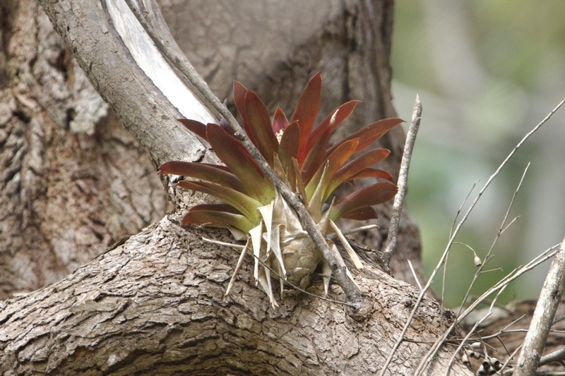 Barkplant photo 2