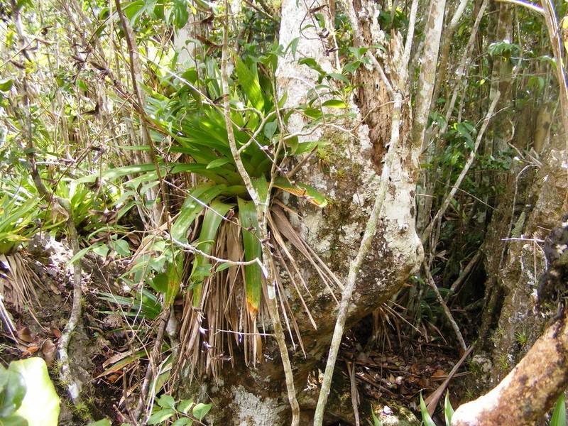 Werauhia swartzii photo 4