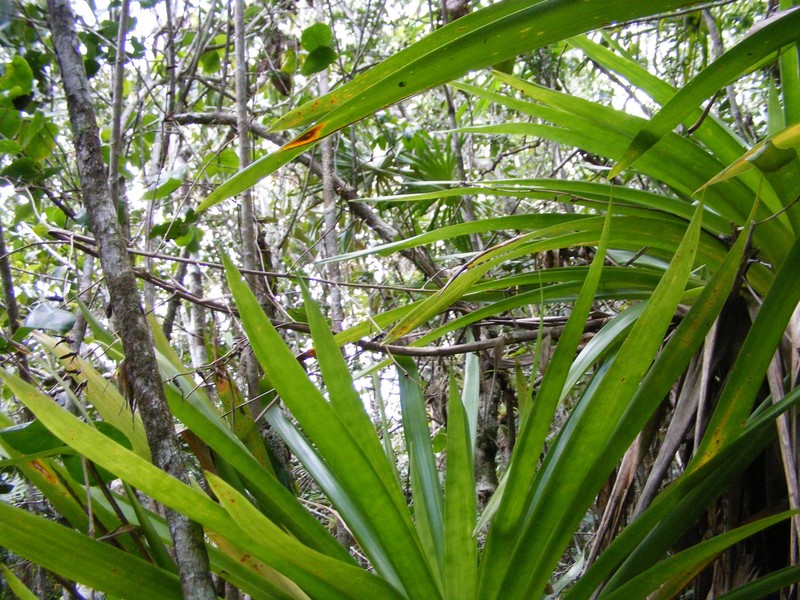 Werauhia swartzii photo 6