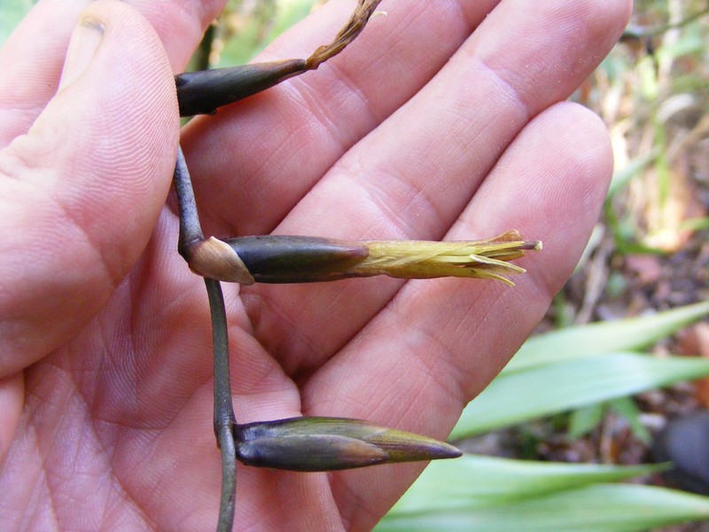 Werauhia swartzii photo 7