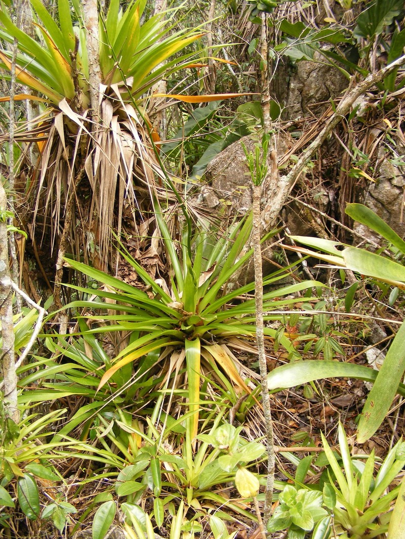Werauhia swartzii photo 8