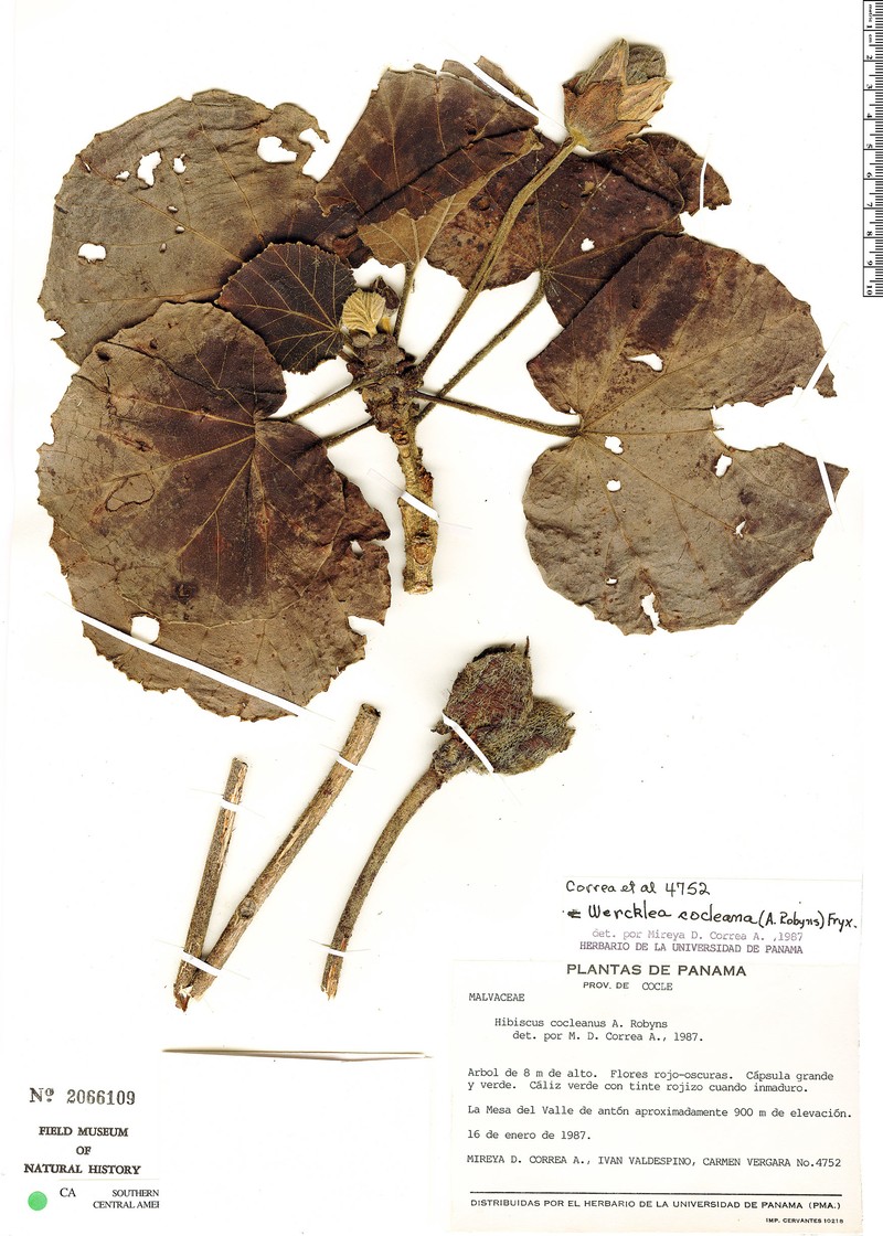 Wercklea cocleana photo 3