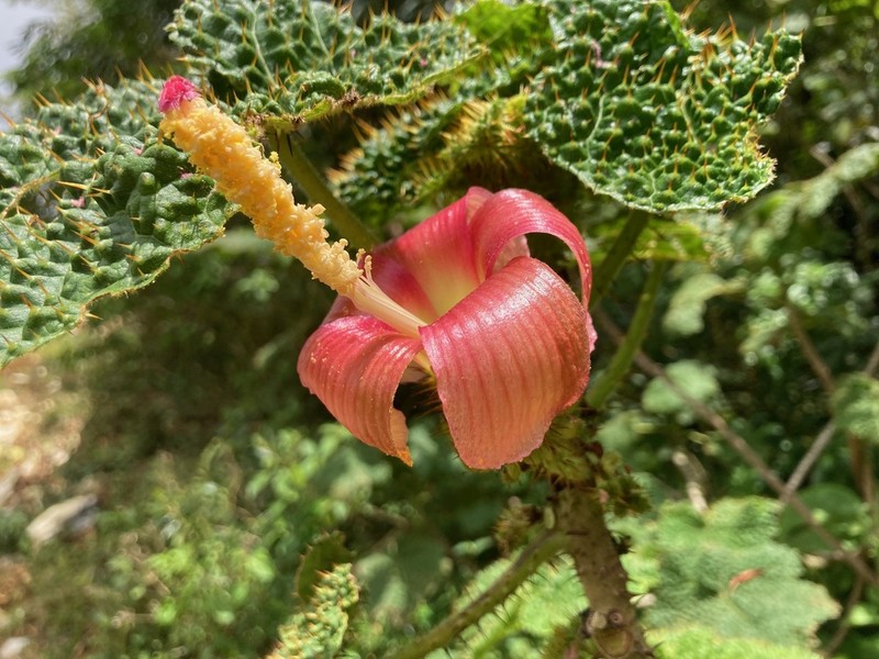 Wercklea horrida