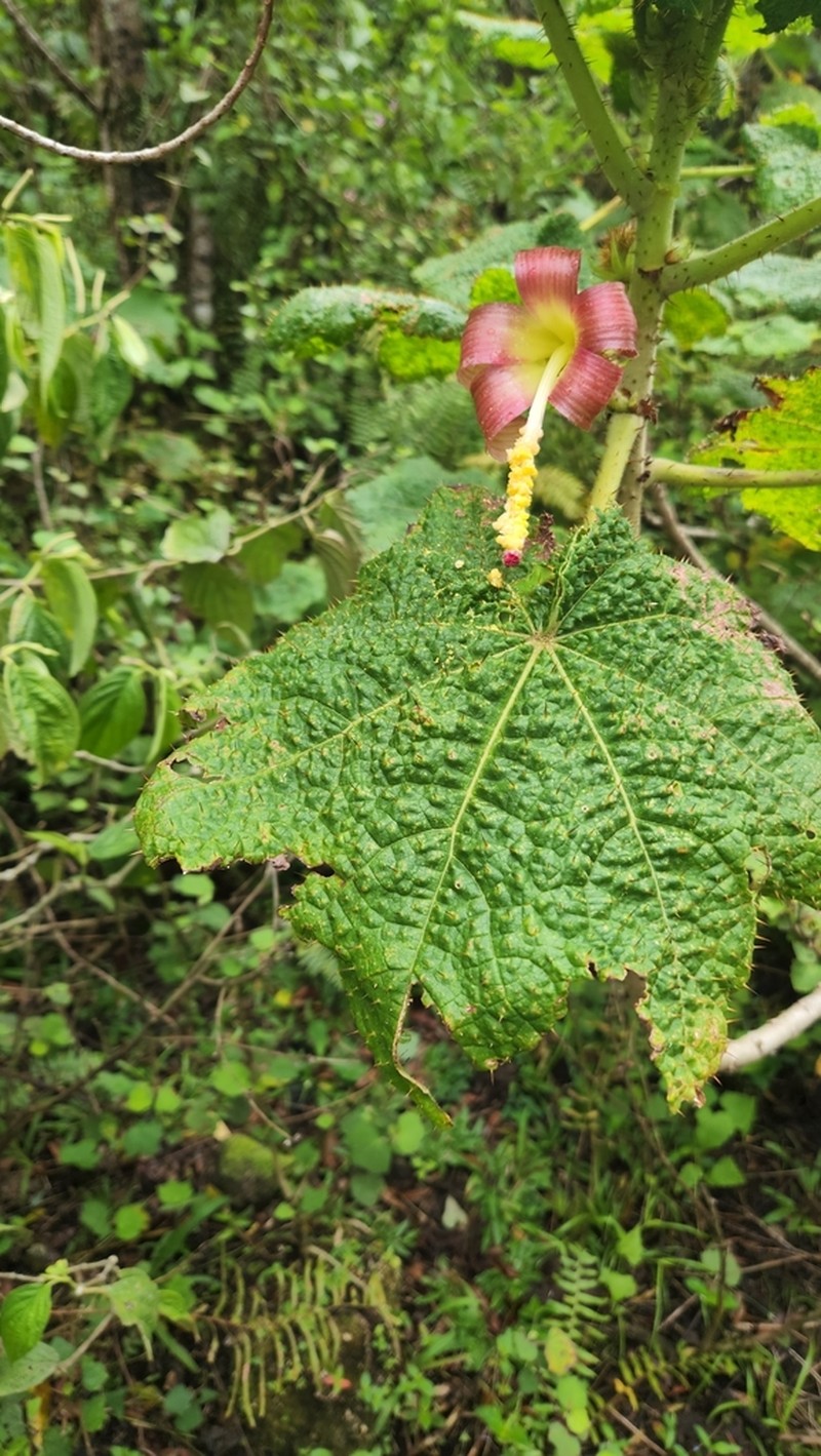 Wercklea horrida photo 5