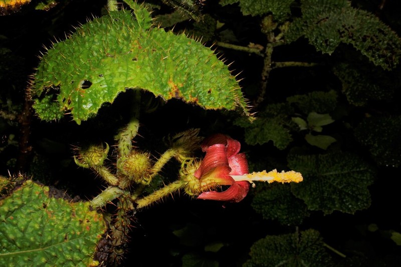 Wercklea horrida photo 6