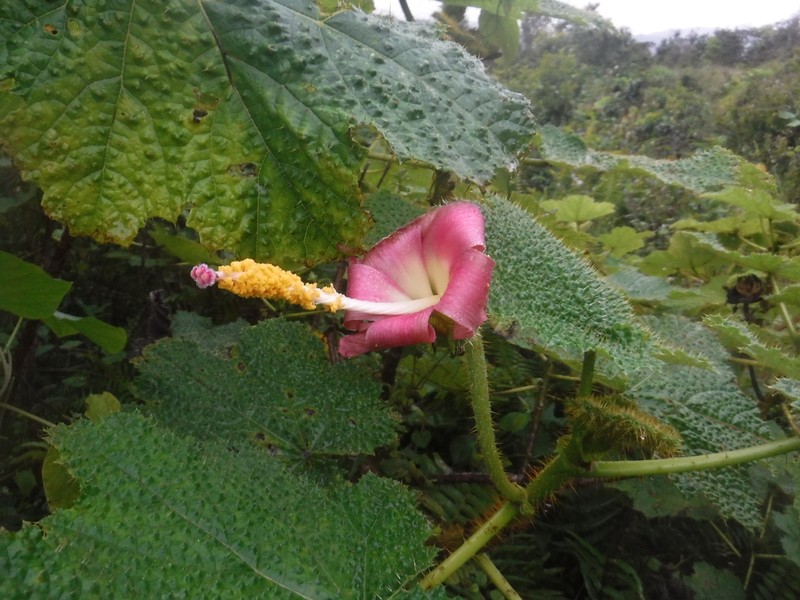 Wercklea hottensis