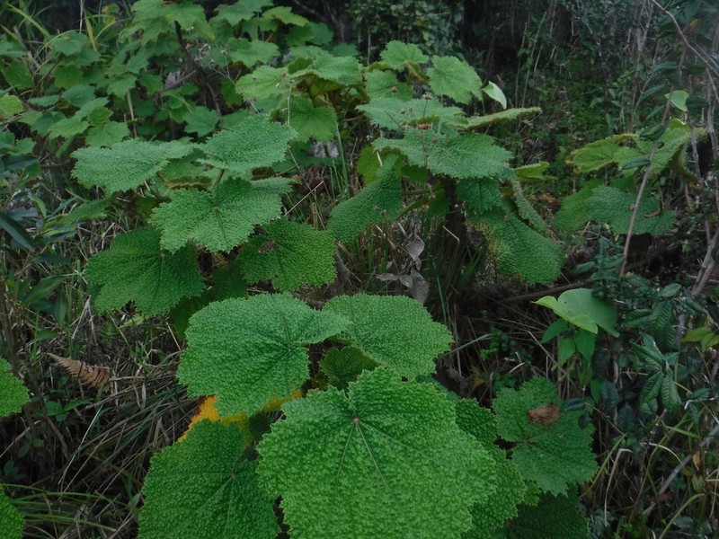 Wercklea hottensis photo 3