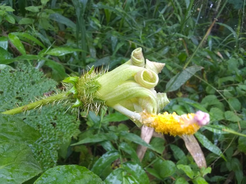 Wercklea hottensis photo 5
