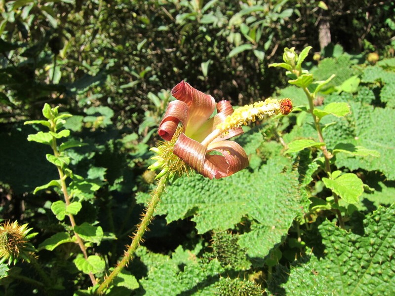 Wercklea hottensis photo 6