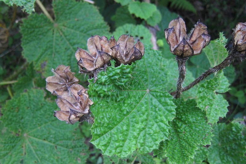 Wercklea hottensis photo 8