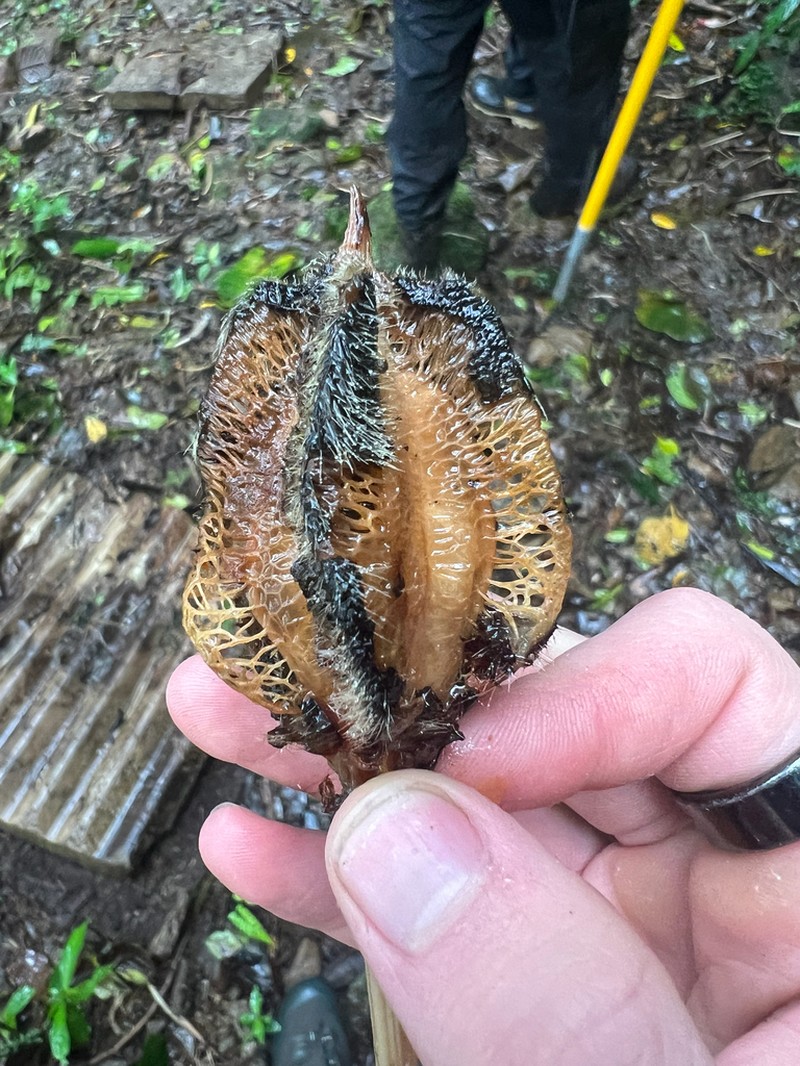 Wercklea insignis photo 2