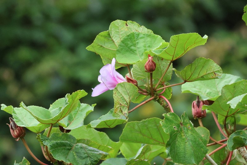 Wercklea insignis photo 5