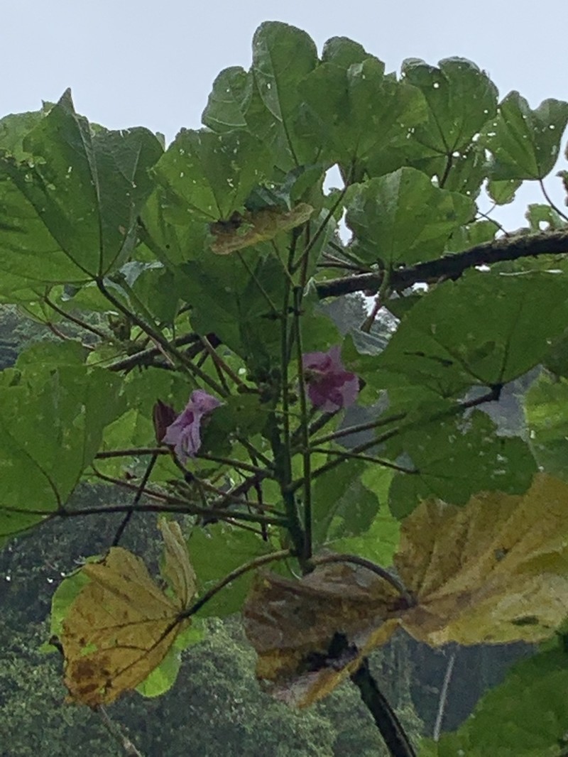 Wercklea insignis photo 8
