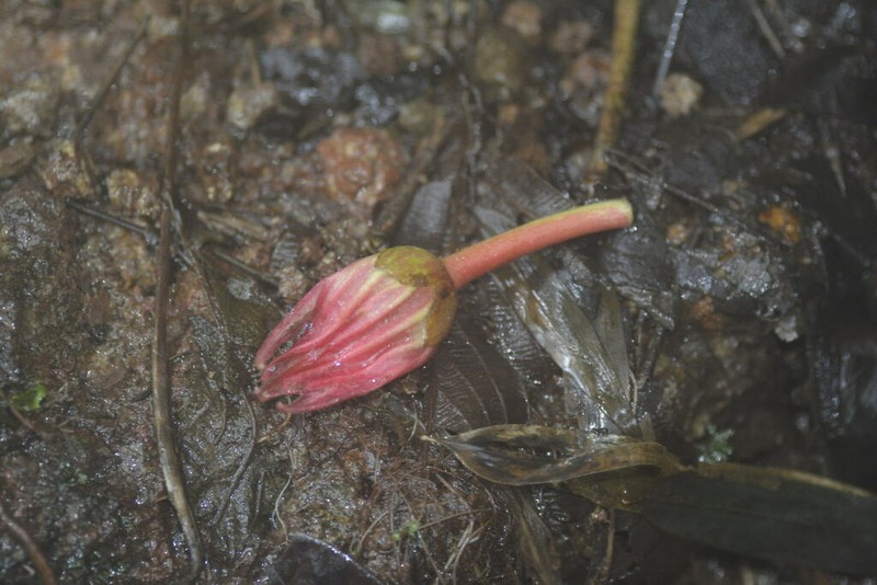 Wercklea lutea