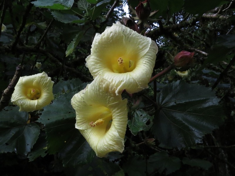 Wercklea lutea photo 2
