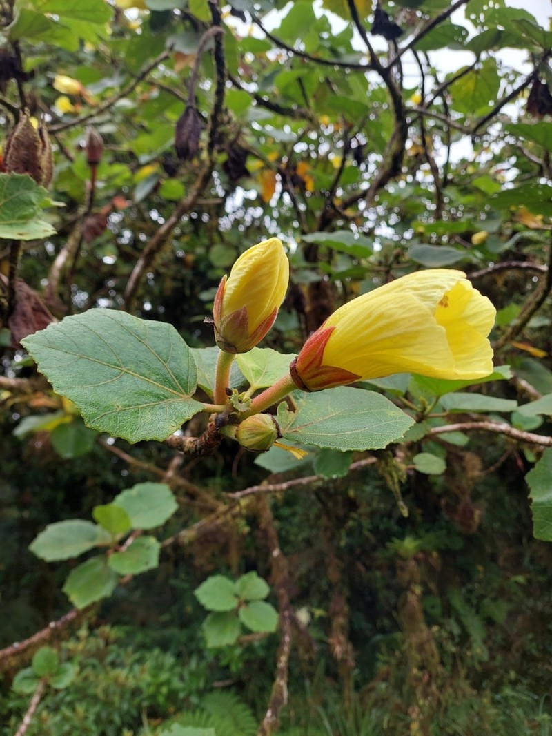 Wercklea lutea photo 4
