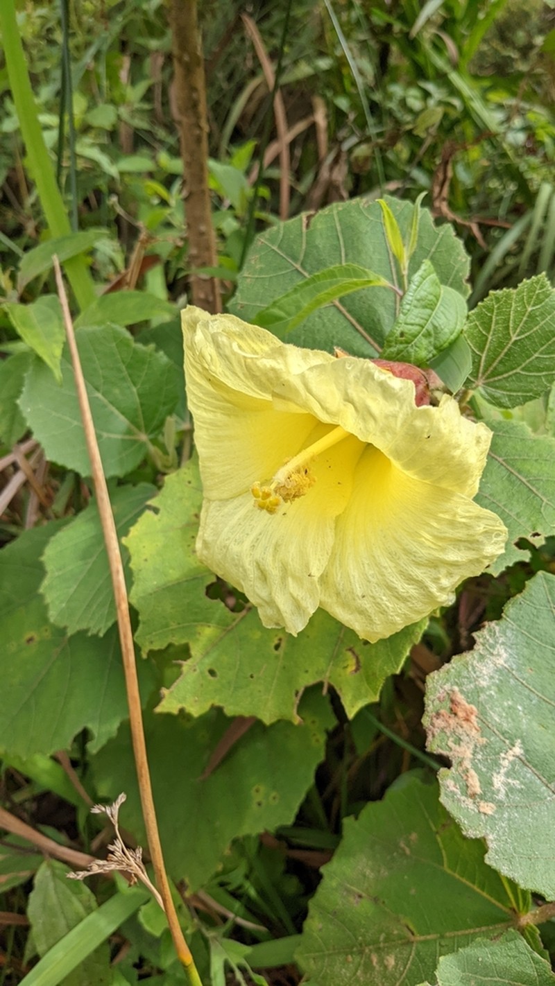 Wercklea lutea photo 7