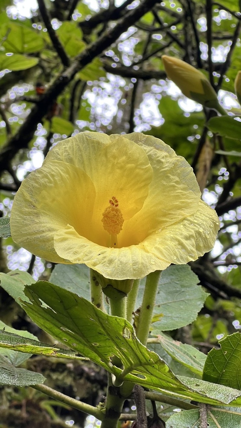 Wercklea lutea photo 8