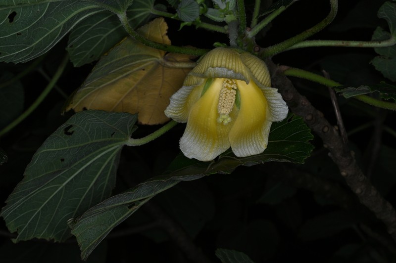 Wercklea tulipiflora