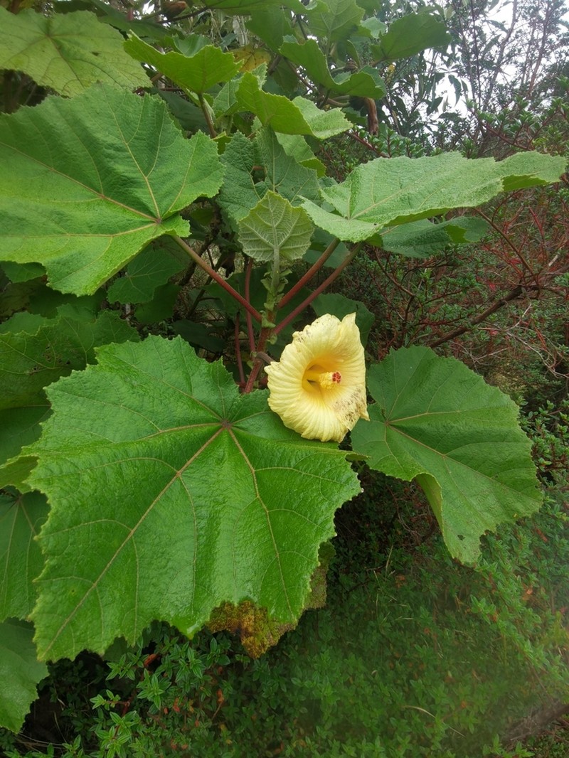 Wercklea woodsonii