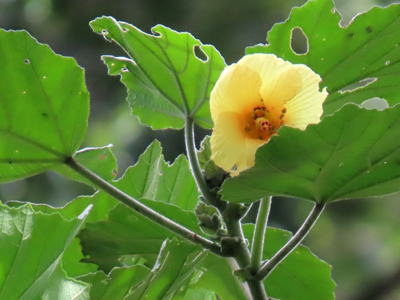 Wercklea woodsonii photo 2