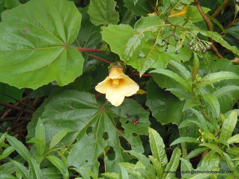 Wercklea woodsonii photo 4