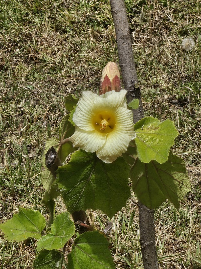 Wercklea woodsonii photo 6