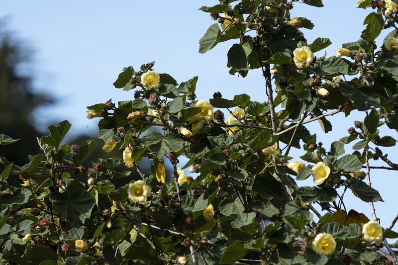 Wercklea woodsonii photo 8