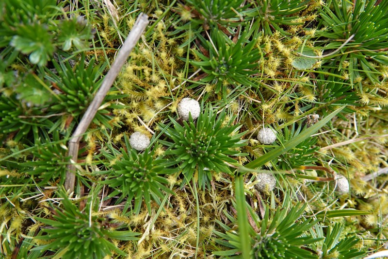 Werneria crassa subsp. crassa
