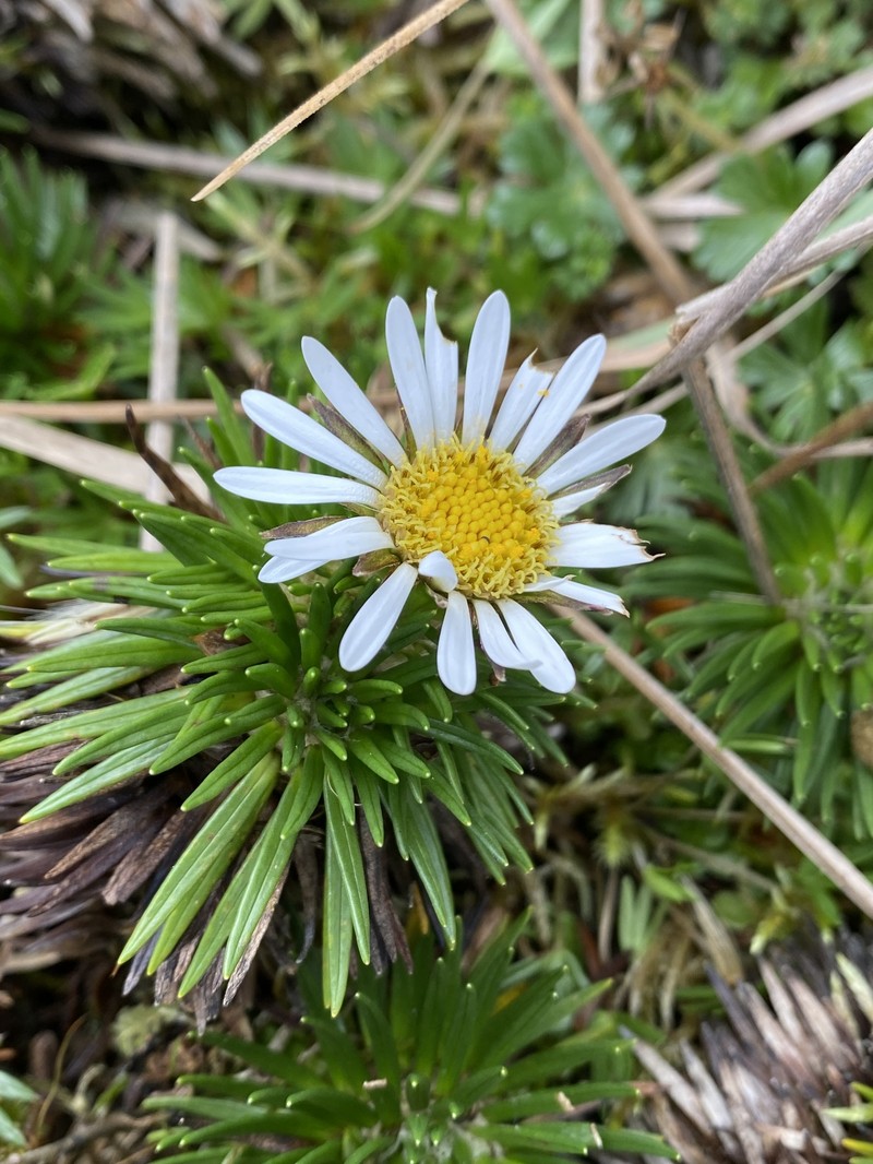 Werneria crassa subsp. crassa photo 2