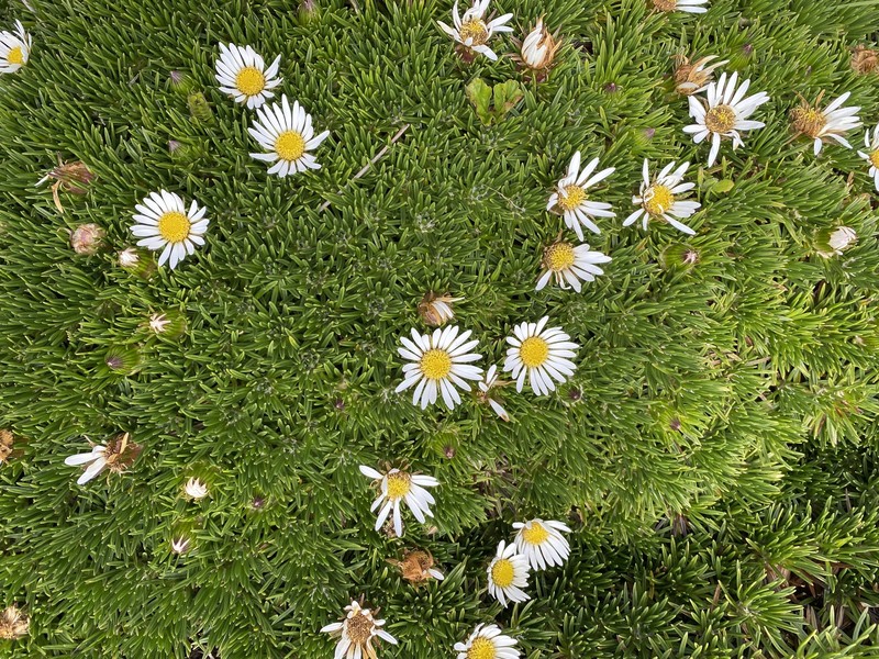 Werneria crassa subsp. crassa photo 3