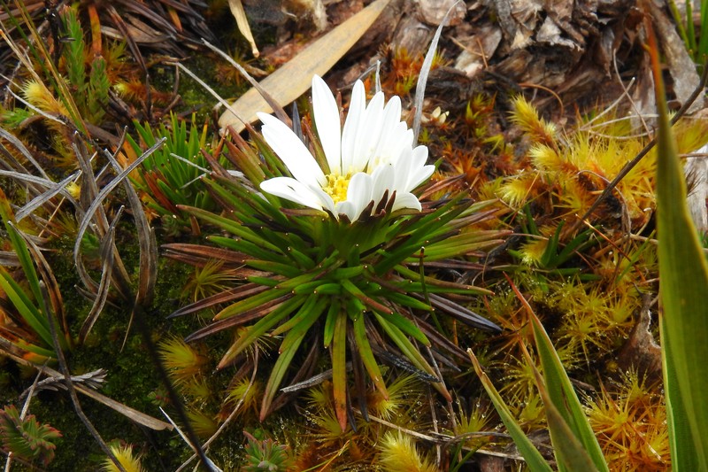 Werneria crassa subsp. crassa photo 4