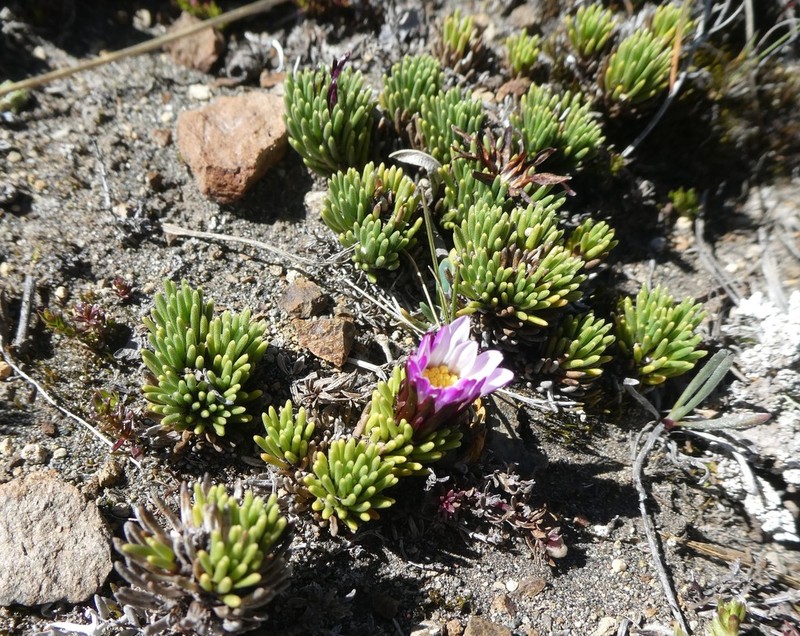 Werneria funkiana