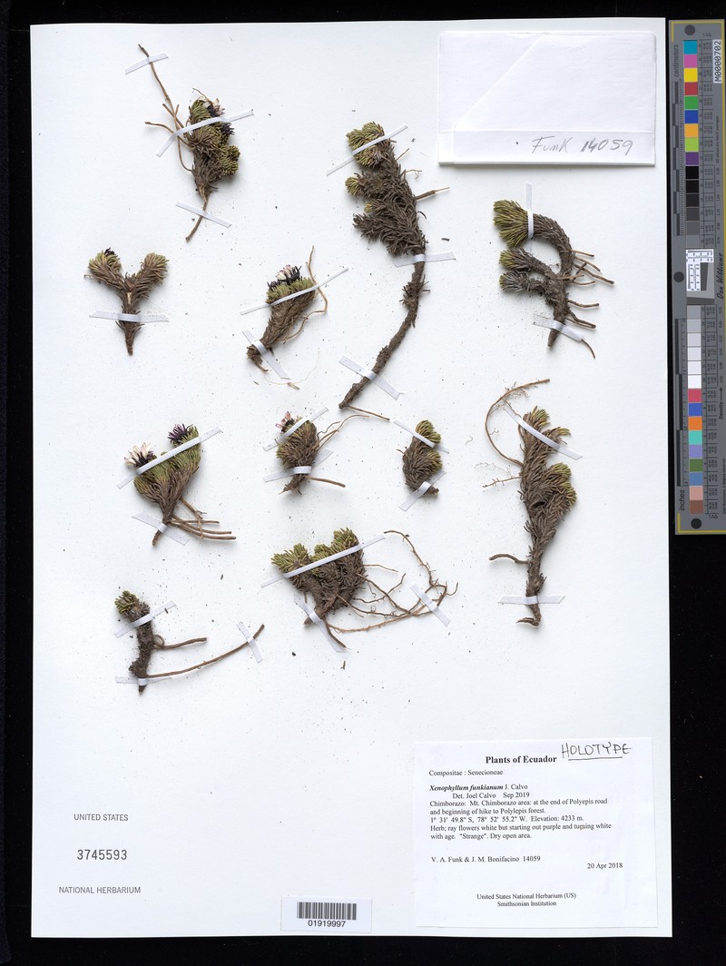 Werneria funkiana photo 3