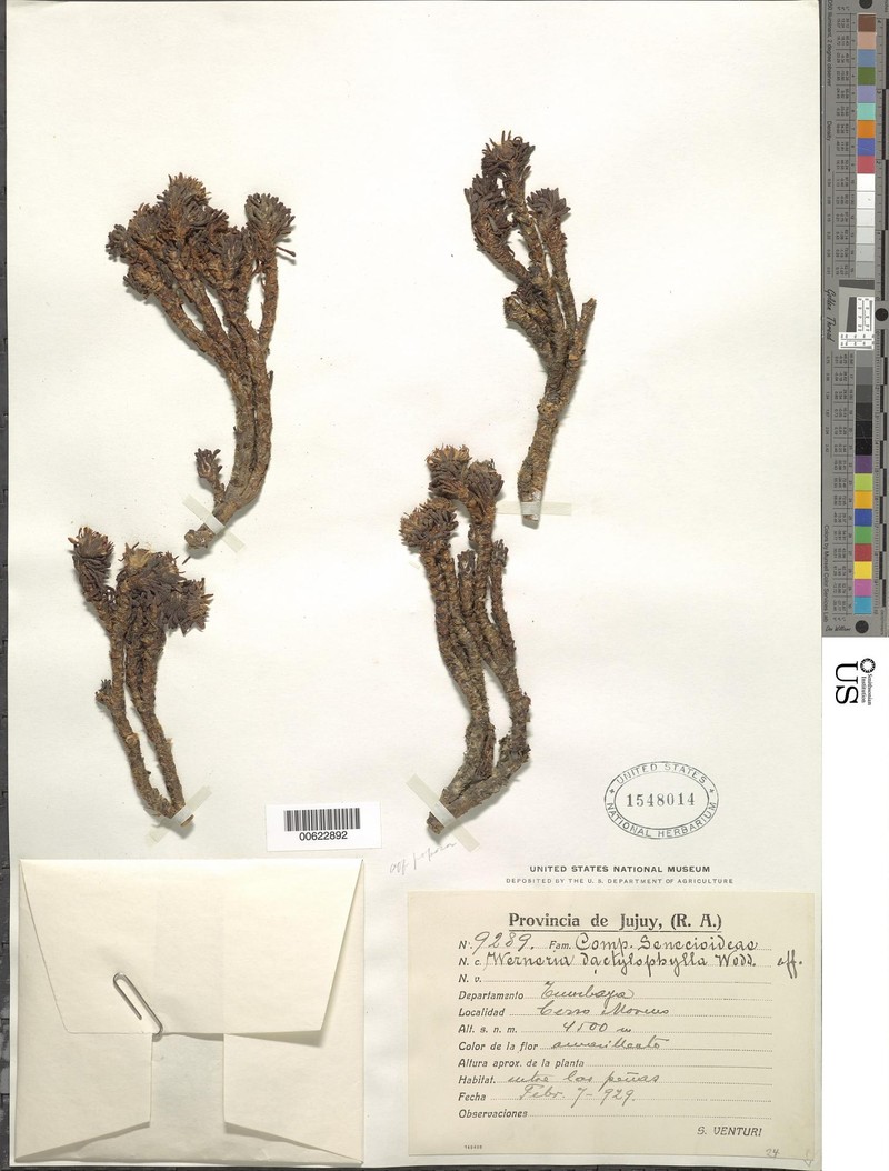 Werneria lorochaqui