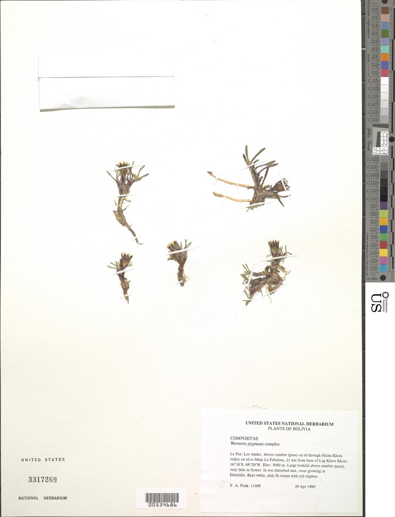 Werneria microphylla