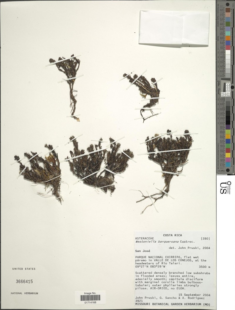 Westoniella barqueroana