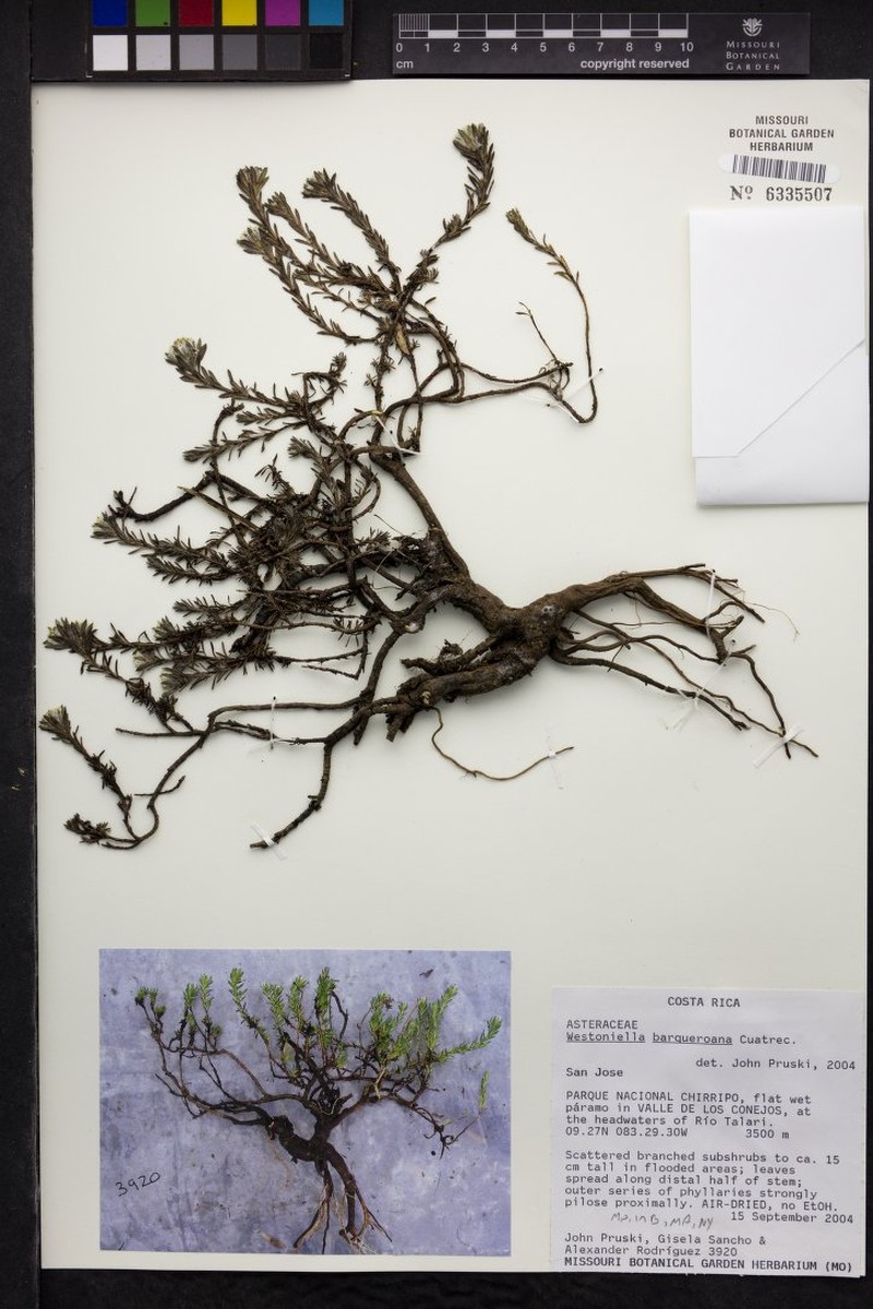 Westoniella barqueroana photo 2