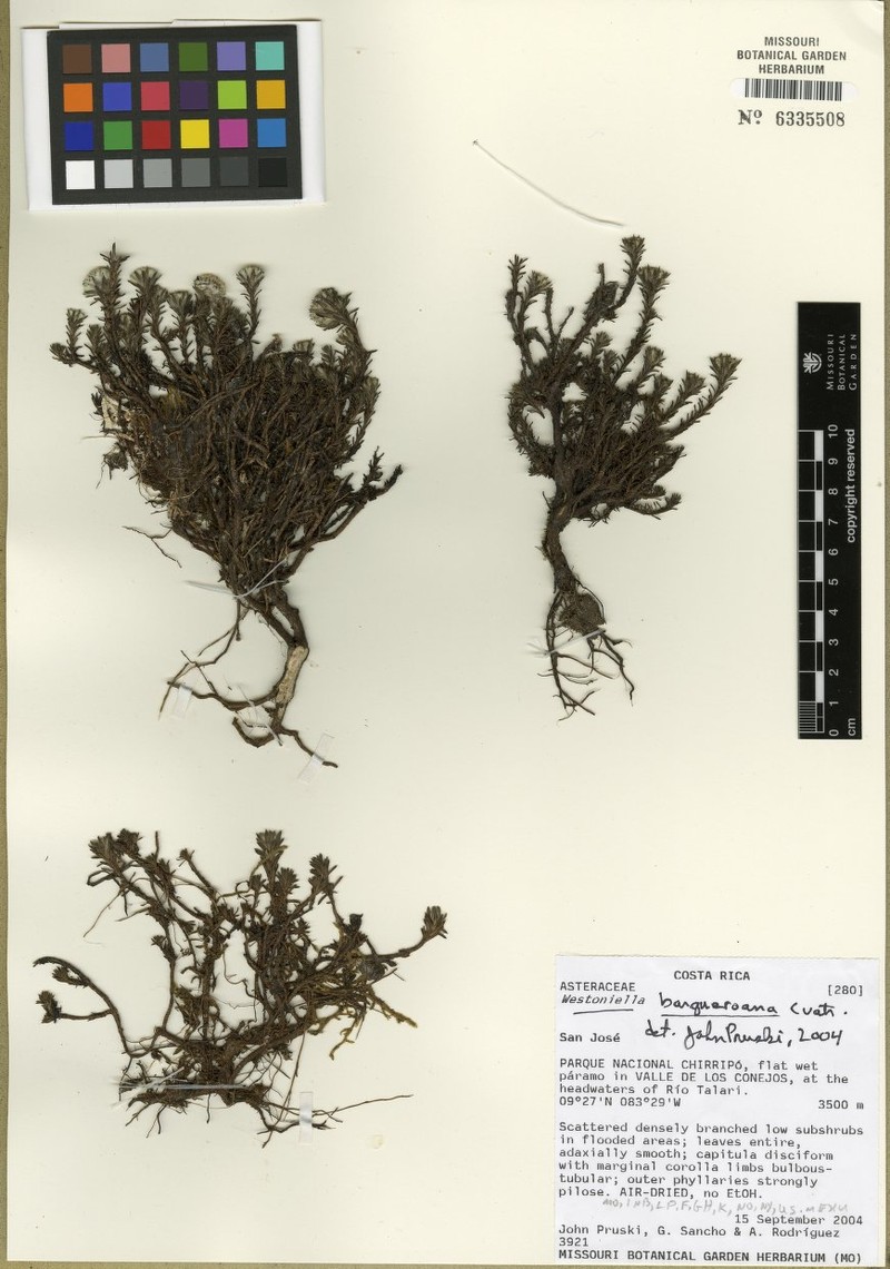 Westoniella barqueroana photo 3