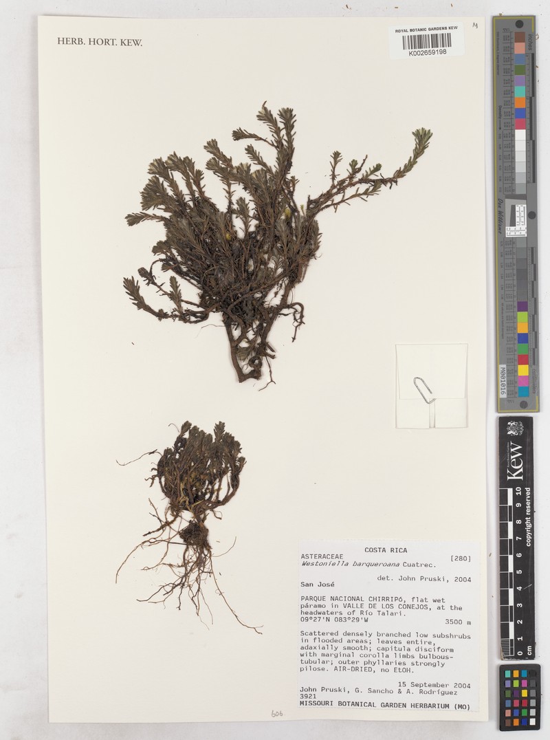 Westoniella barqueroana photo 4